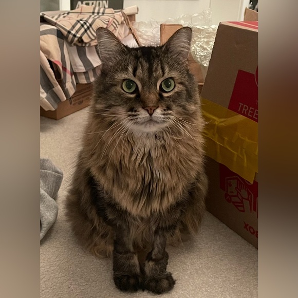 Multi Color Geometric Dress by Express - Picture 12 of 13